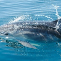 delfino 